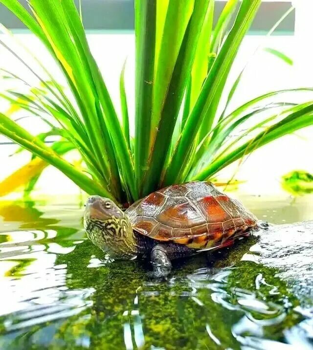 亀の飼育とエアレーション:無知か、それとも知恵か?必須である 3 つの理由!