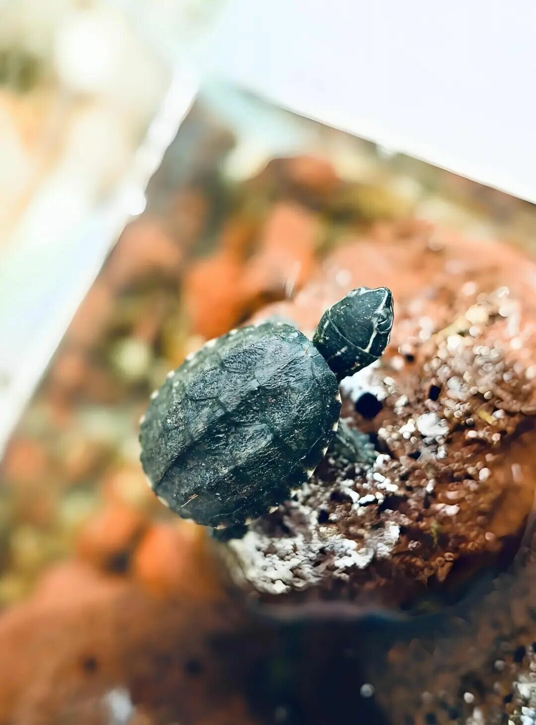麝香龟凭什么身价暴涨 300%?新手养龟 3 大痛点它全解!