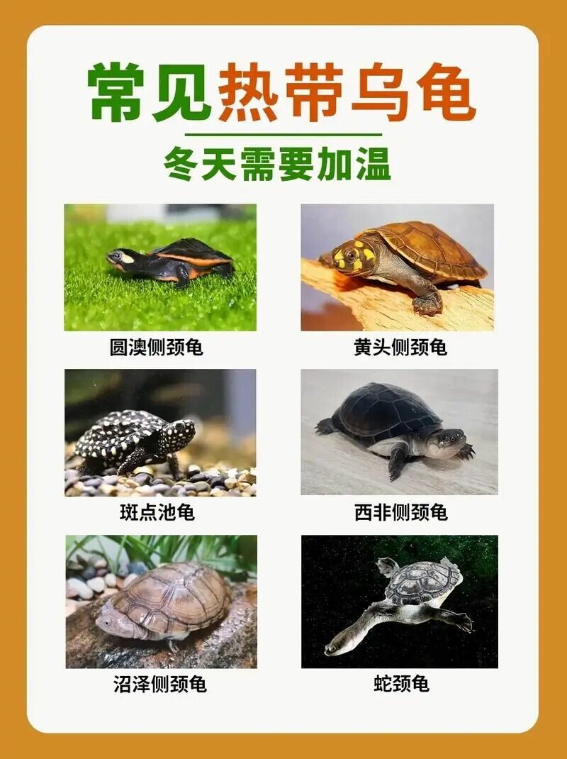 冬季养龟加温,过滤防温差是核心!80% 龟友都忽略