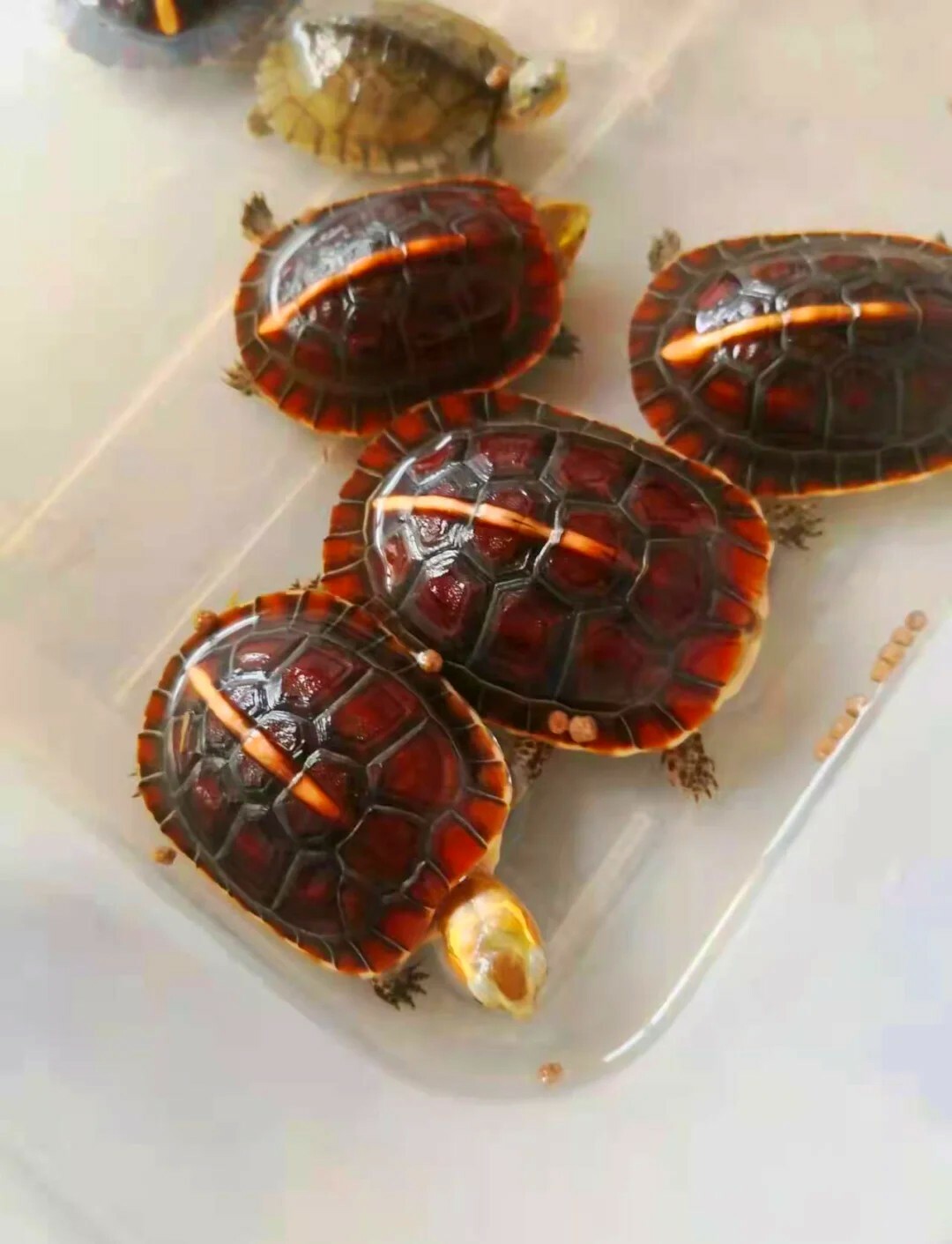 Can Turtle Hibernation Really Extend Their Lifespan? Unveiling the Pros, Cons, and Choices for Keepers - A Must-Read for Beginners!