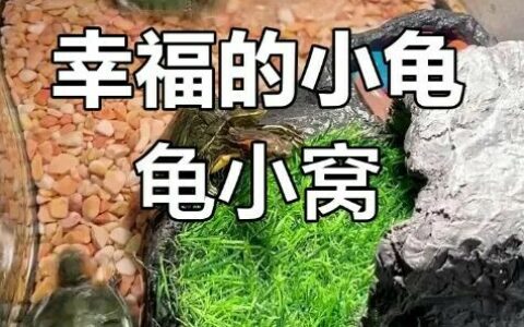 乌龟也能像小狗般粘人？5 招秘诀，让高冷小龟主动追手！