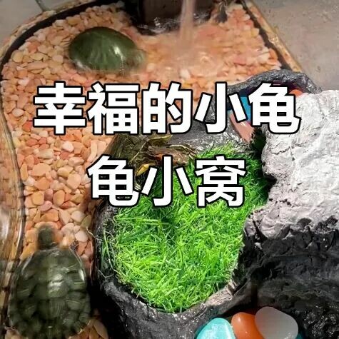 乌龟也能像小狗般粘人?5 招秘诀,让高冷小龟主动追手!