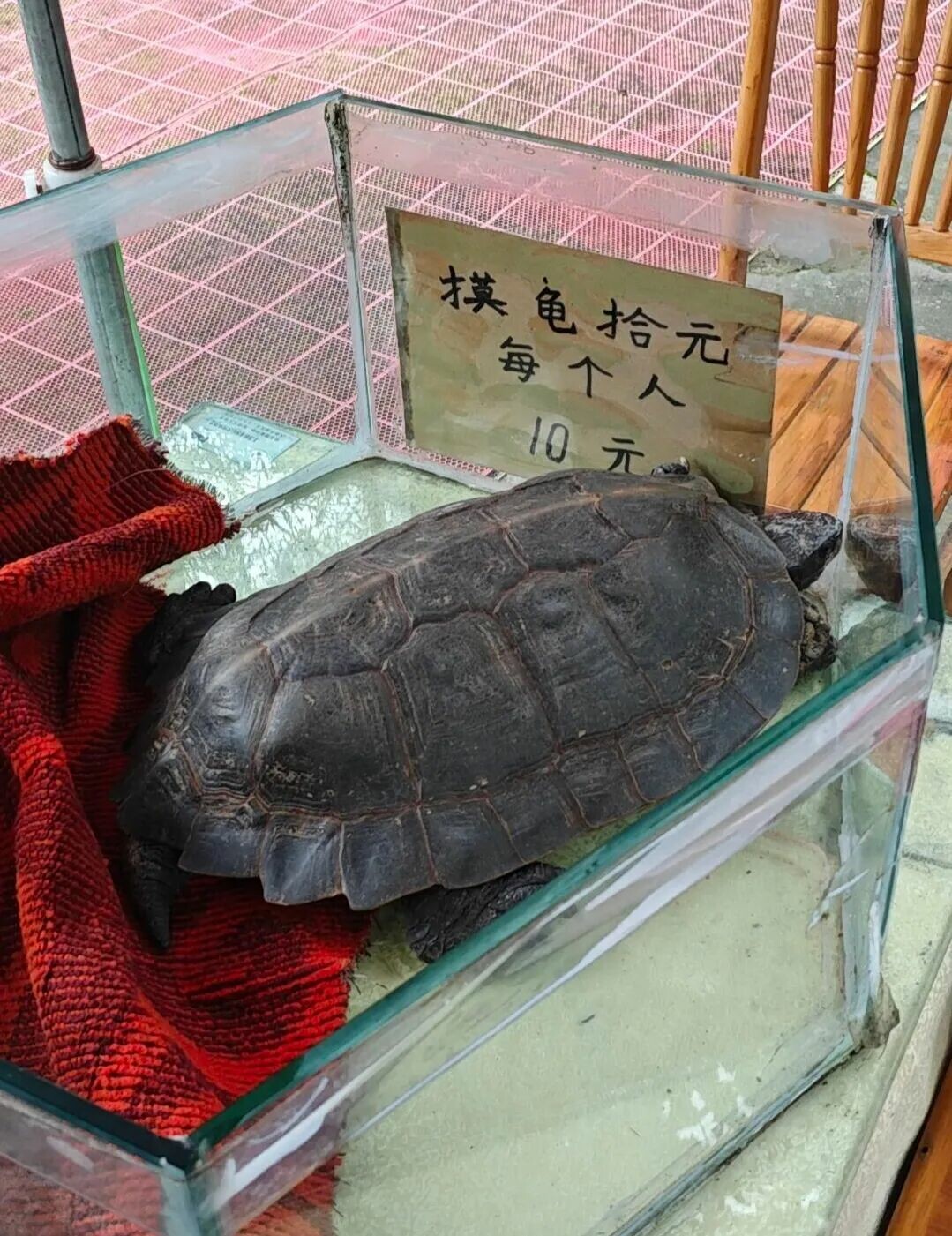 摸龟骗局揭秘：青城山 1300 岁“神龟”的残忍真相