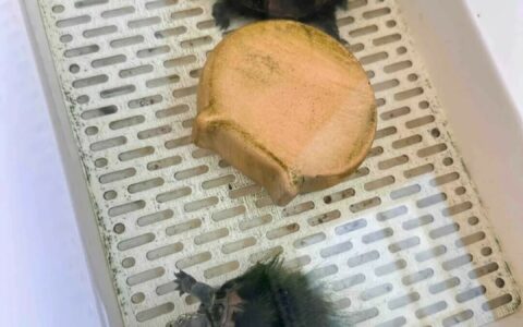 养龟环境选什么？裸缸、生态、过滤 3 种方案优劣全解析