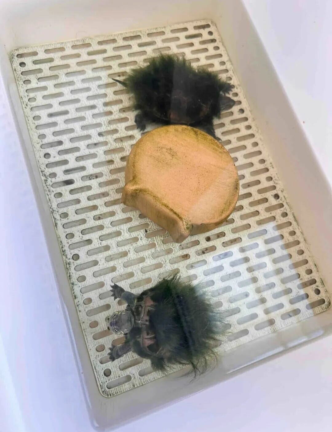 裸缸