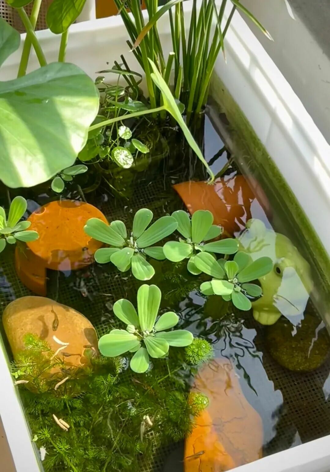生态缸