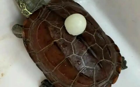 乌龟吃东西：没牙却咬人疼？揭秘 3 种食性与独特捕食绝活！