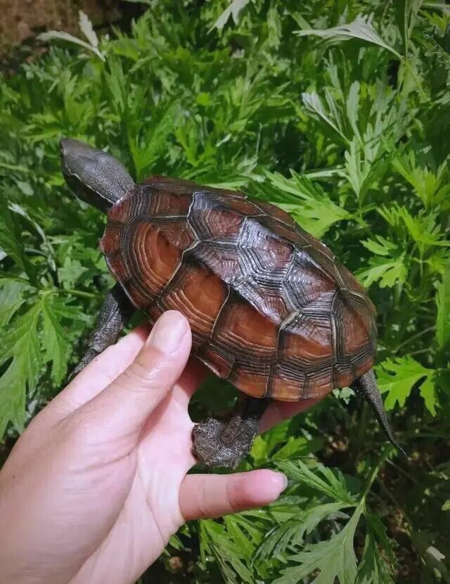 草龟冬眠这样做寿命翻倍!新手必看 3 大奇效与禁忌