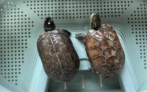草龟冬眠这样做寿命翻倍！新手必看 3 大奇效与禁忌