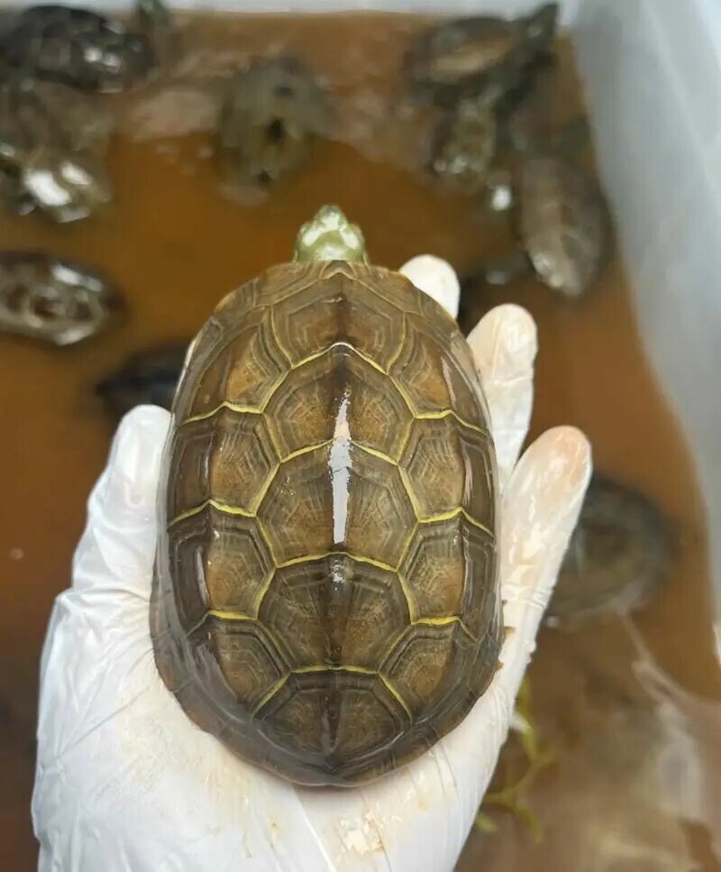 草龟冬眠这样做寿命翻倍!新手必看 3 大奇效与禁忌