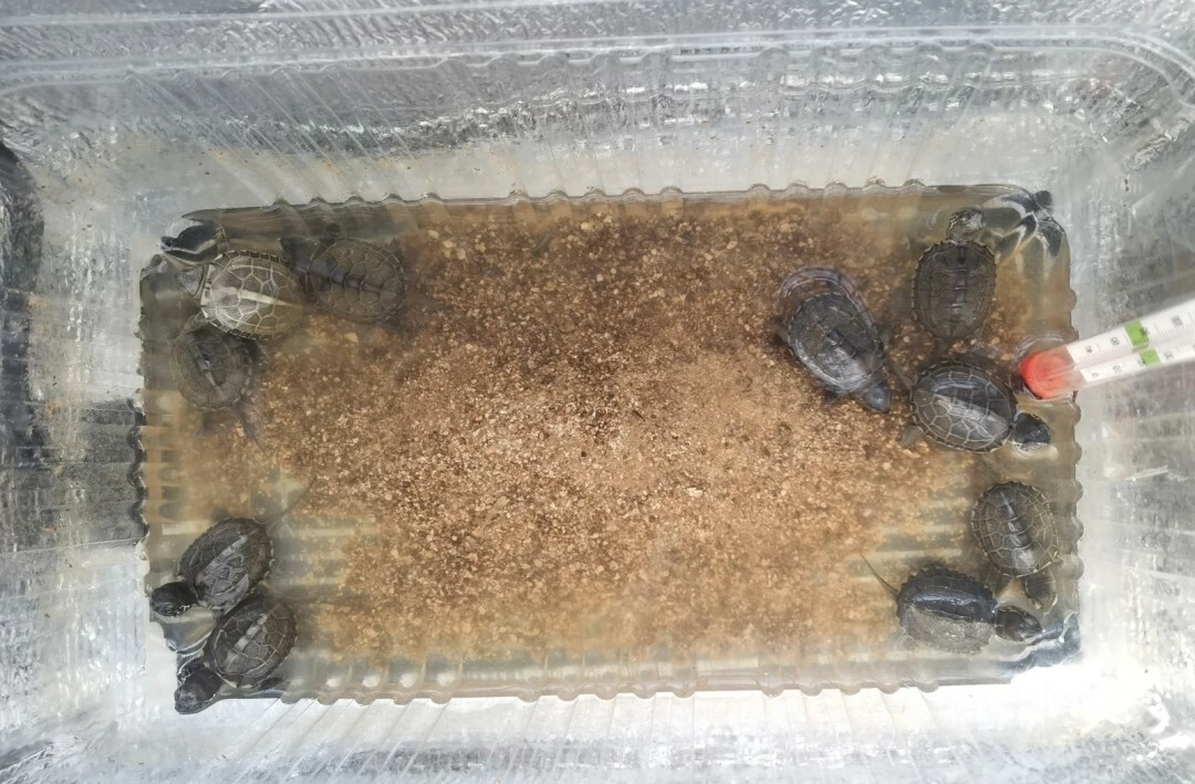 龟苗过冬：自然 or 加温？南北差异决定 90% 存活率！