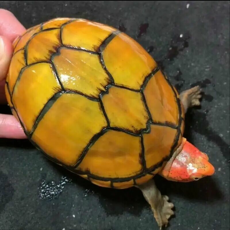蛋龟苗新手必选:5 种最好带品种,麝香龟性价比之王!