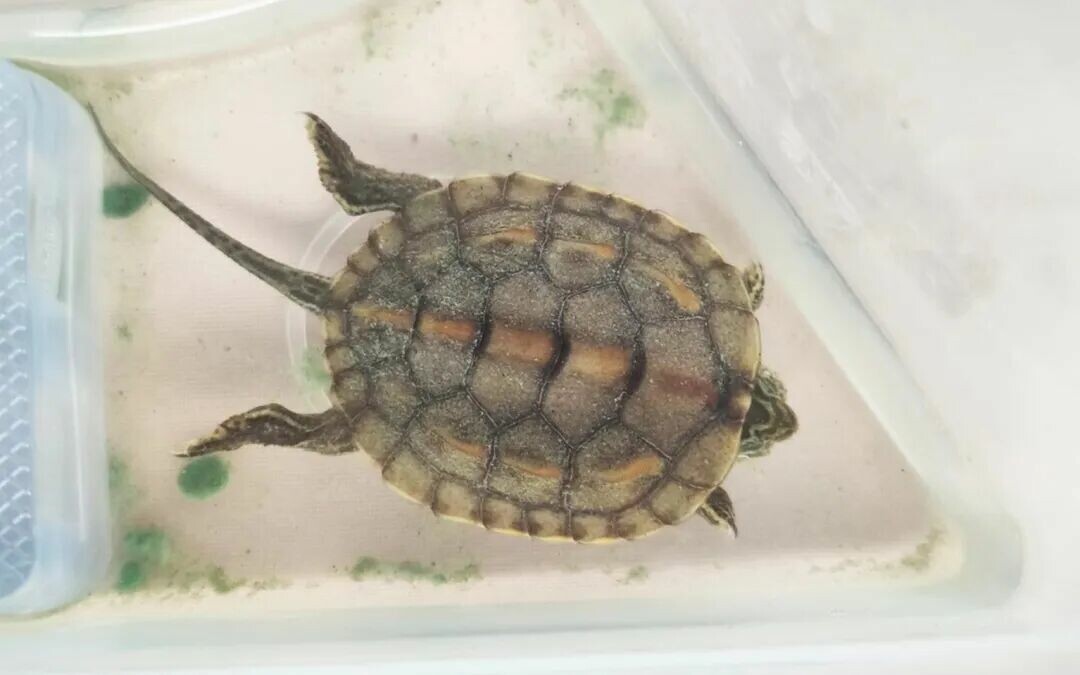 一匹の亀が水底で眠っている
