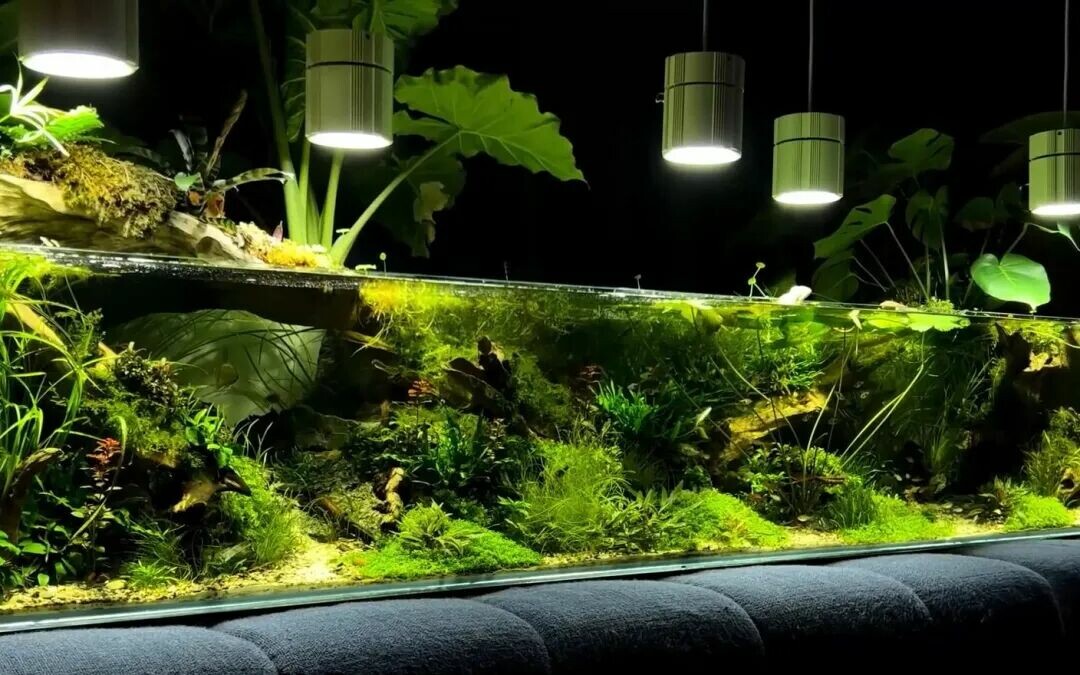 龟缸避坑:4 种“杀手”龟缸,你家可能就有!