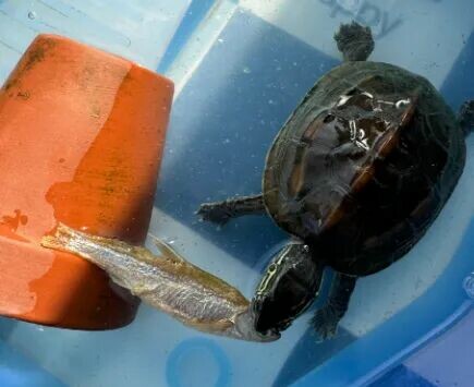 Do Turtles Eat Raw or Cooked Meat? Uncovering 3 Major Feeding Misconceptions!
