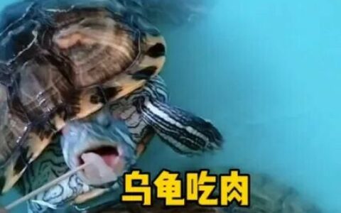 乌龟究竟吃生肉还是熟肉？揭秘养龟 3 大喂食误区！