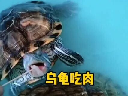 Do Turtles Eat Raw or Cooked Meat? Uncovering 3 Major Feeding Misconceptions!