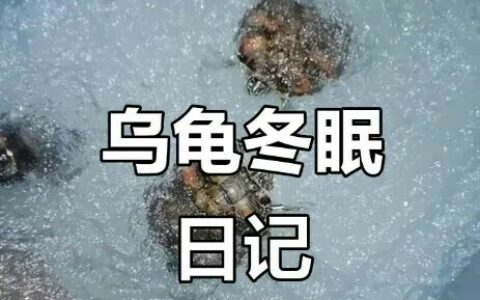 乌龟冬眠必看：3 大注意事项，帮你避免“嘎龟”悲剧！