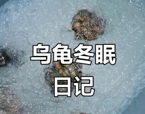 乌龟冬眠必看:3 大注意事项,帮你避免“嘎龟”悲剧!