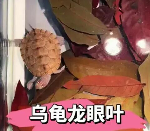 龙眼叶养乌龟:6 大好处揭秘,水质调节、防腐必备