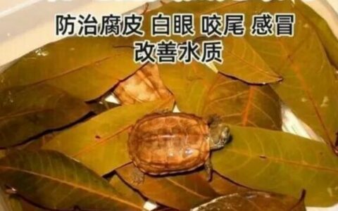 龙眼叶养乌龟：6 大好处揭秘，水质调节、防腐必备