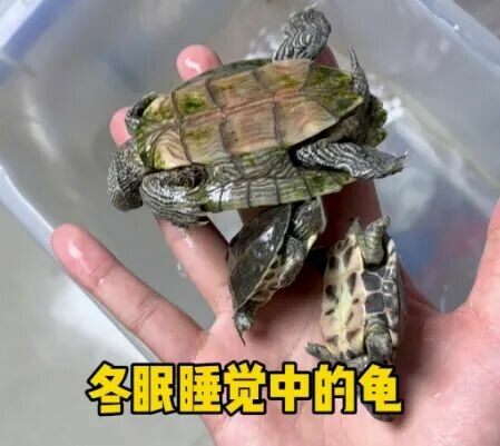 乌龟冬眠:5 大致命错误,保你龟宝安全过冬!