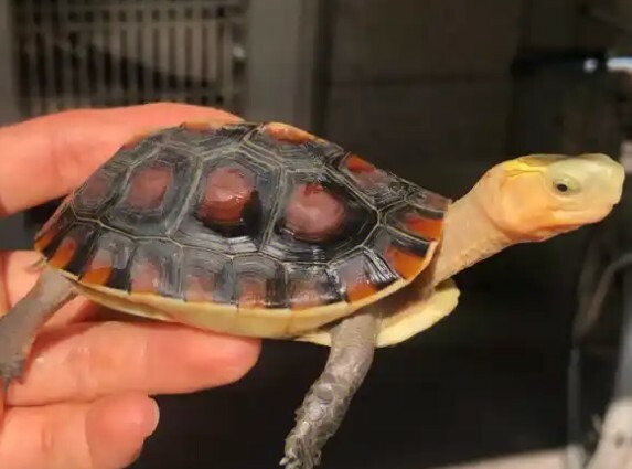 晩秋のカメの餌やり:3 つの注意点を守り、愛亀と健康に冬を越そう!
