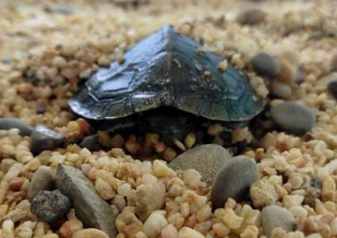 晩秋のカメの餌やり:3 つの注意点を守り、愛亀と健康に冬を越そう!