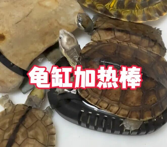 乌龟加温过冬指南:这 4 类龟不能冬眠,健康越冬必看!