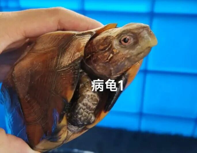 乌龟加温过冬指南:这 4 类龟不能冬眠,健康越冬必看!