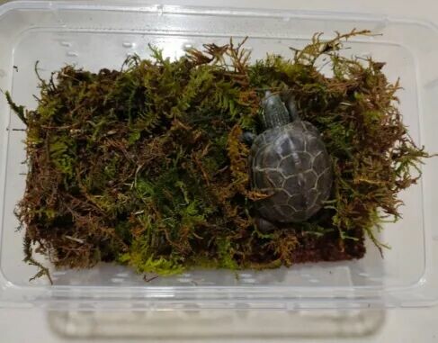 小乌龟总是蔫巴巴？掌握 4 大饲养习性，轻松养出健康龟！