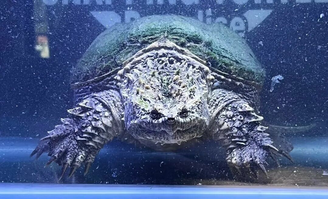 鳄龟品种解析：2 大类 4 亚种，饲养前须知风险与价值