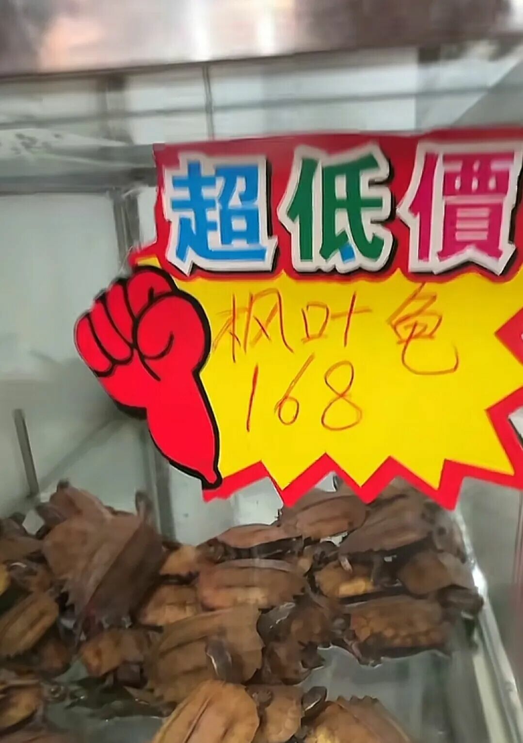 最小的乌龟是什么?8 种迷你龟盘点,小户型也能养!
