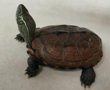 Turtle Hibernation: More Than Just Keeping Warm, It Promotes Longevity! 3 Key Benefits You Must Know