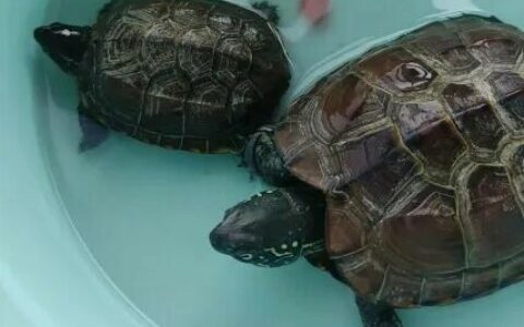 Turtle Hibernation: More Than Just Keeping Warm, It Promotes Longevity! 3 Key Benefits You Must Know