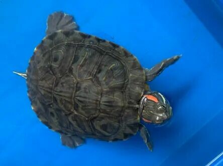 Turtle Hibernation: More Than Just Keeping Warm, It Promotes Longevity! 3 Key Benefits You Must Know