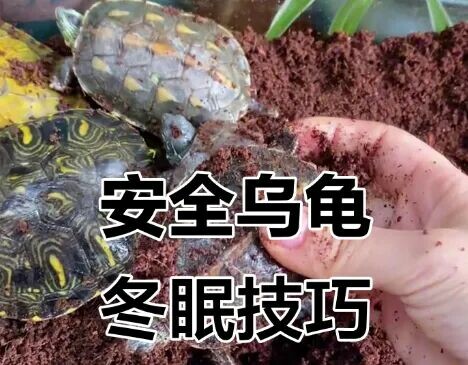 乌龟冬眠怎么做？新手必看 4 大要点，让爱龟安全过冬！