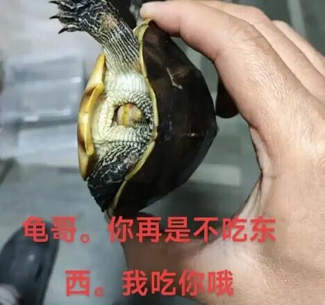 乌龟拒食怎么办?5 大原因分析,不再盲目灌肠!