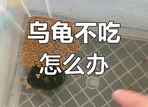 乌龟拒食怎么办?5 大原因分析,不再盲目灌肠!