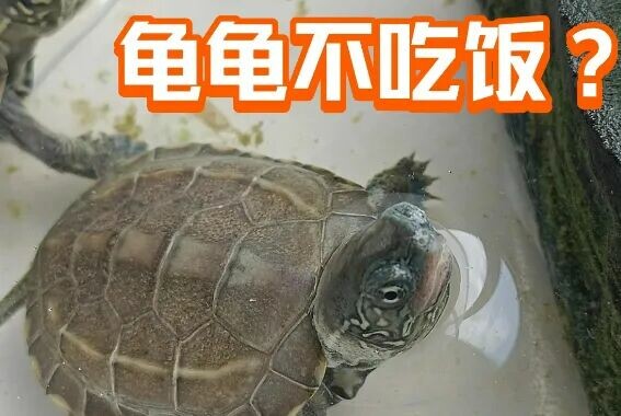 乌龟拒食怎么办?5 大原因分析,不再盲目灌肠!