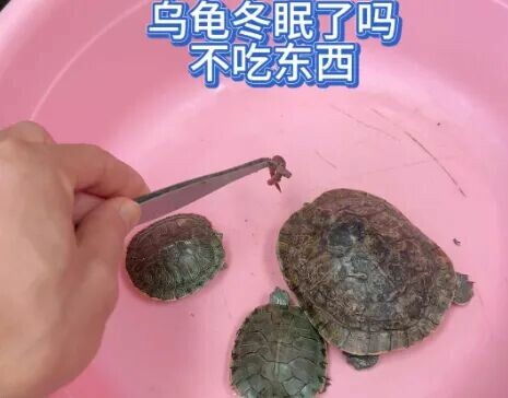 乌龟拒食怎么办？5 大原因分析，不再盲目灌肠！