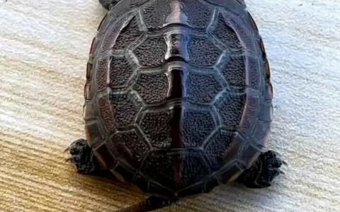 深水养龟误区？这 6 种龟水位超 30cm 或致命！新手必看