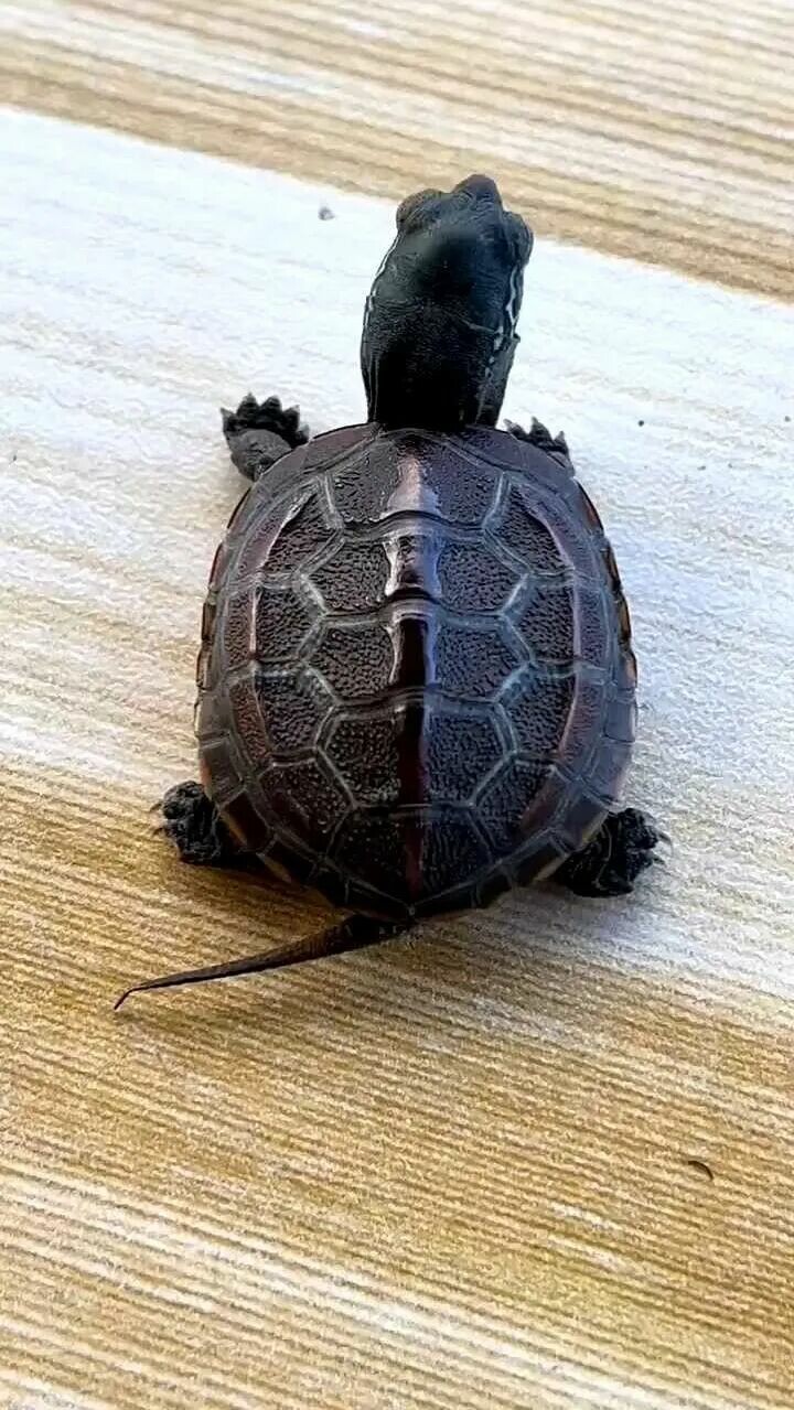 A turtle in the water