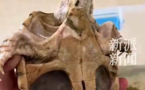北美拟鳄龟：连饿一年都不死！懒人新手养龟的省心之王
