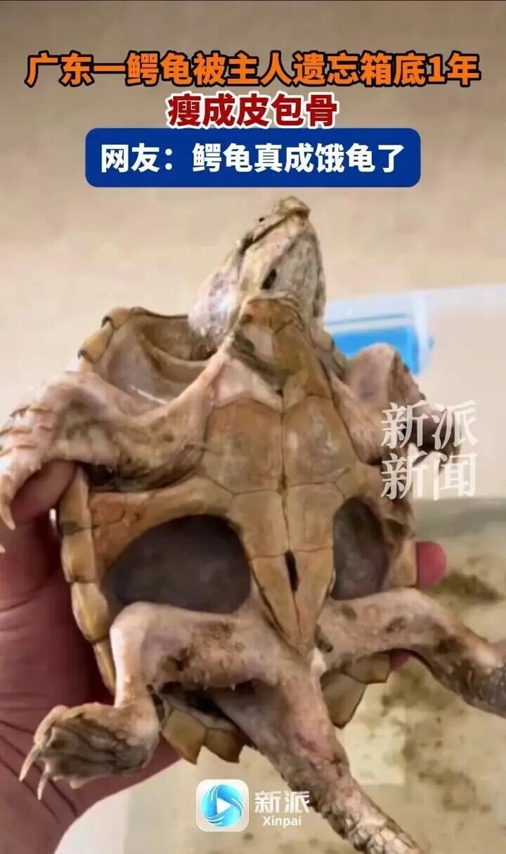 北美拟鳄龟
