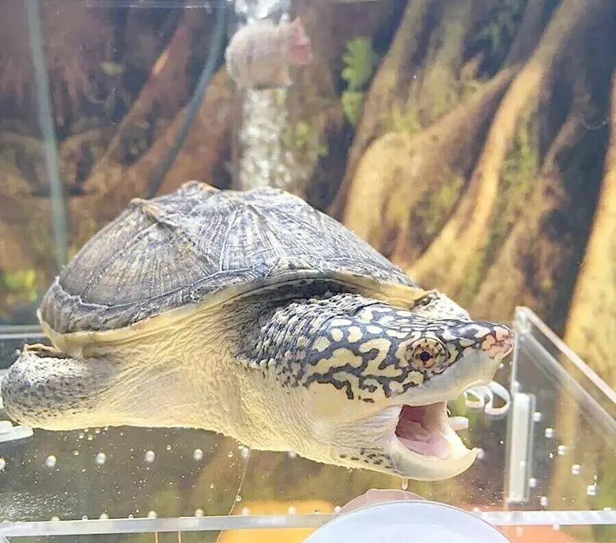 秋季の亀飼育:低温での給餌は突然死を招く!3 つの「死の落とし穴」を避け、子亀を安全に冬越しさせよう!