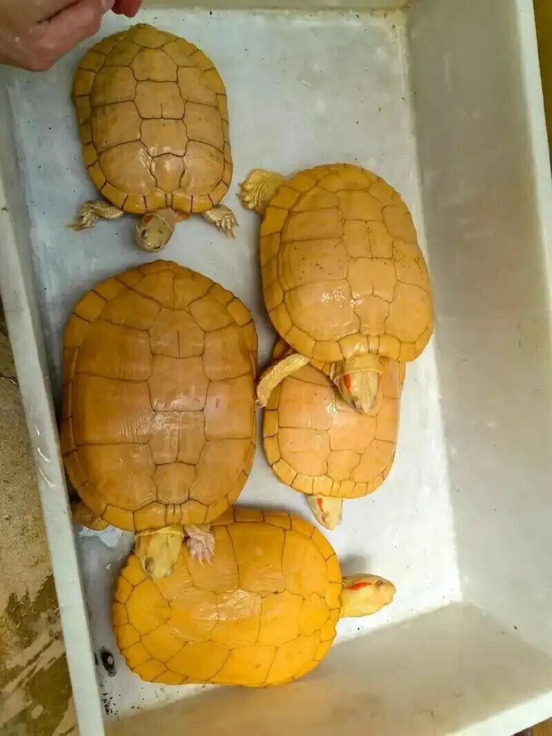 アルビノ・アカミミガメ