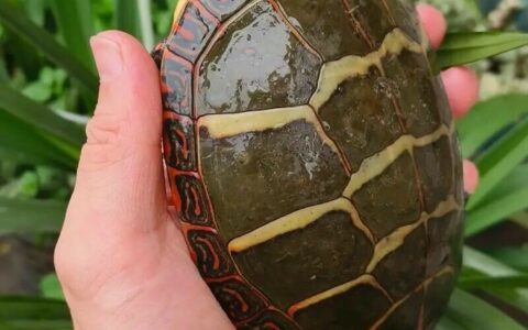 Slider-faced Turtles: A Rundown of 7 Amazing Varieties. Can Painted Turtles Really Survive Being Frozen Solid?
