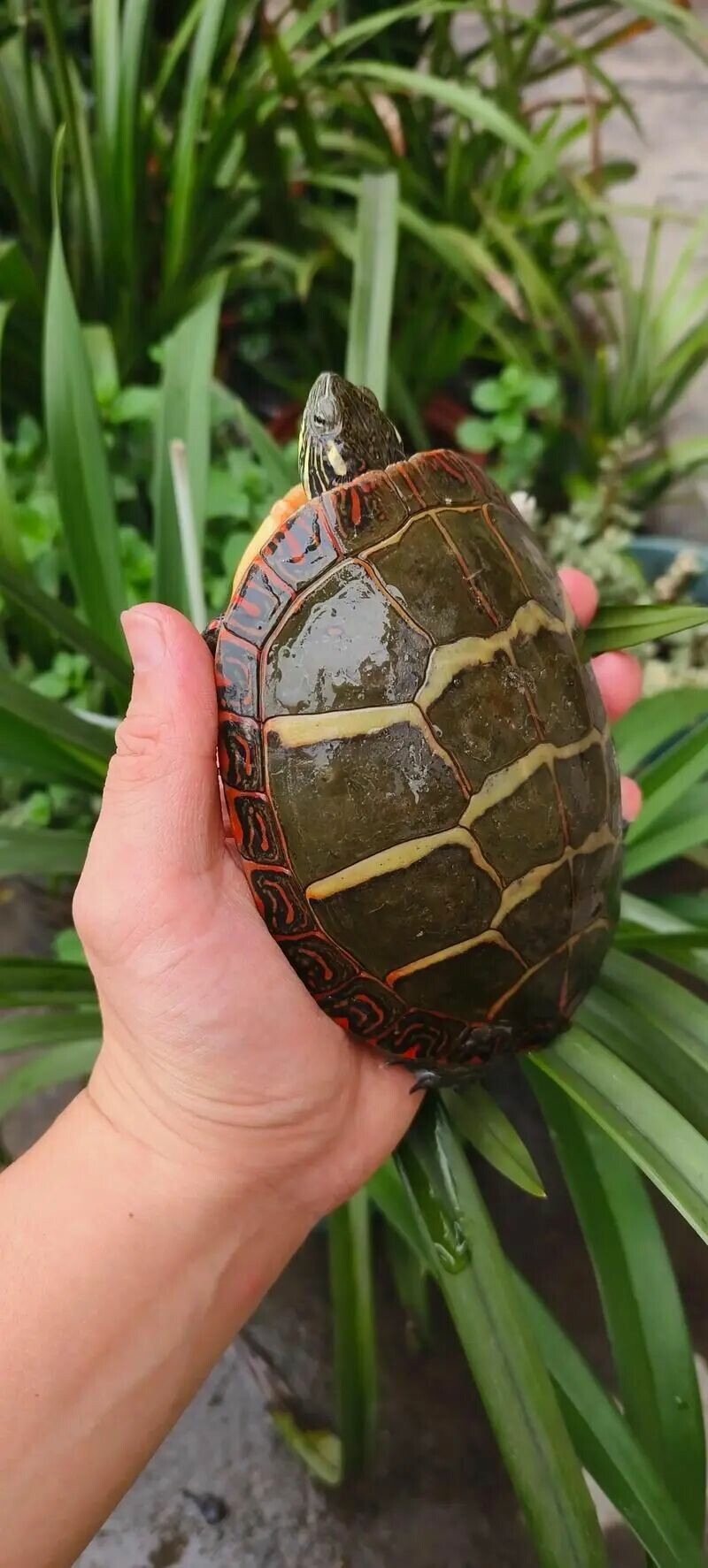 ニシキガメ