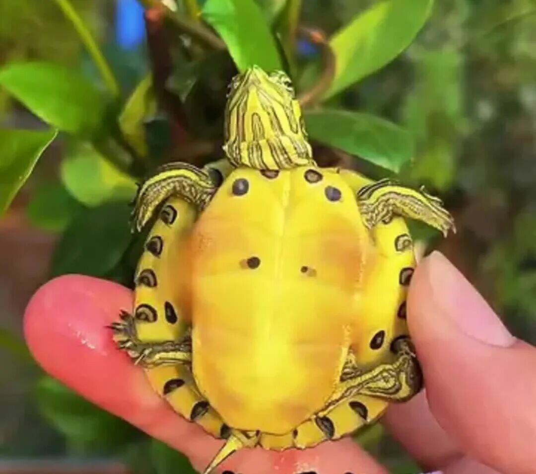 キバラガメ